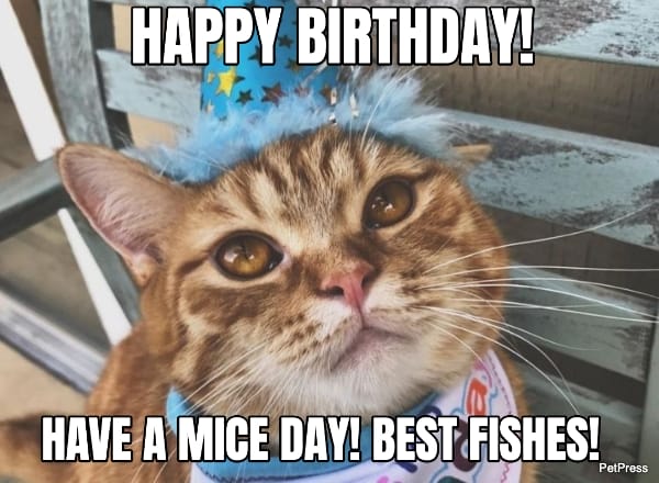 cat birthday greeting meme - PetPress